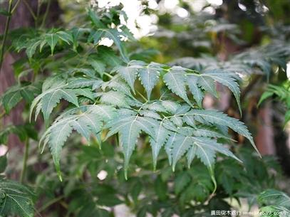 苦楝(原生樹)