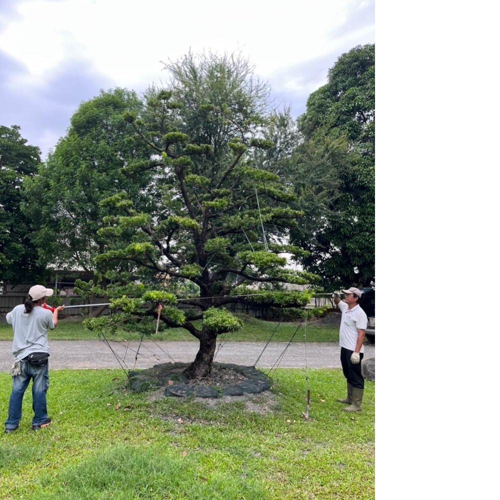 大型羅漢松(雕塑)