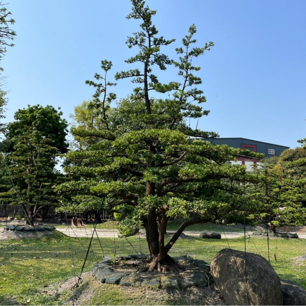 大型羅漢松(雕塑)