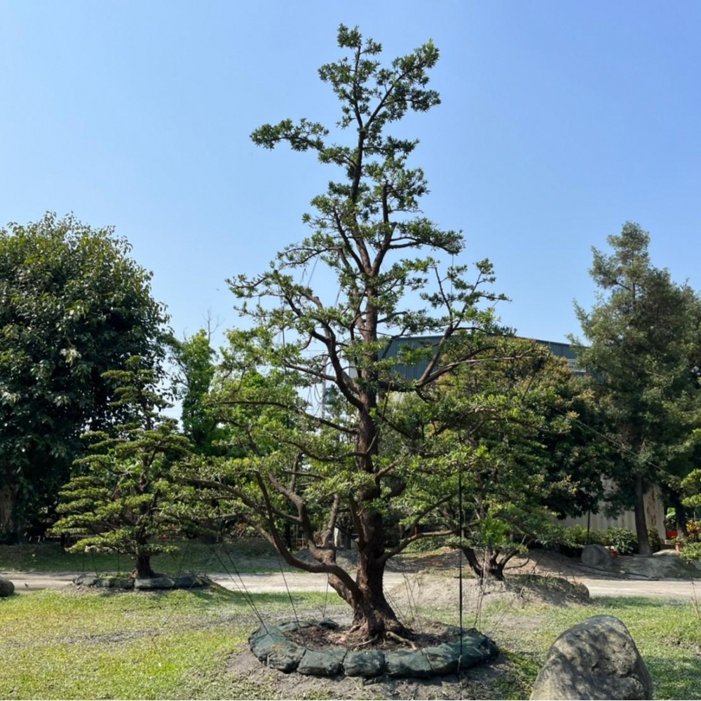 大型羅漢松(雕塑)