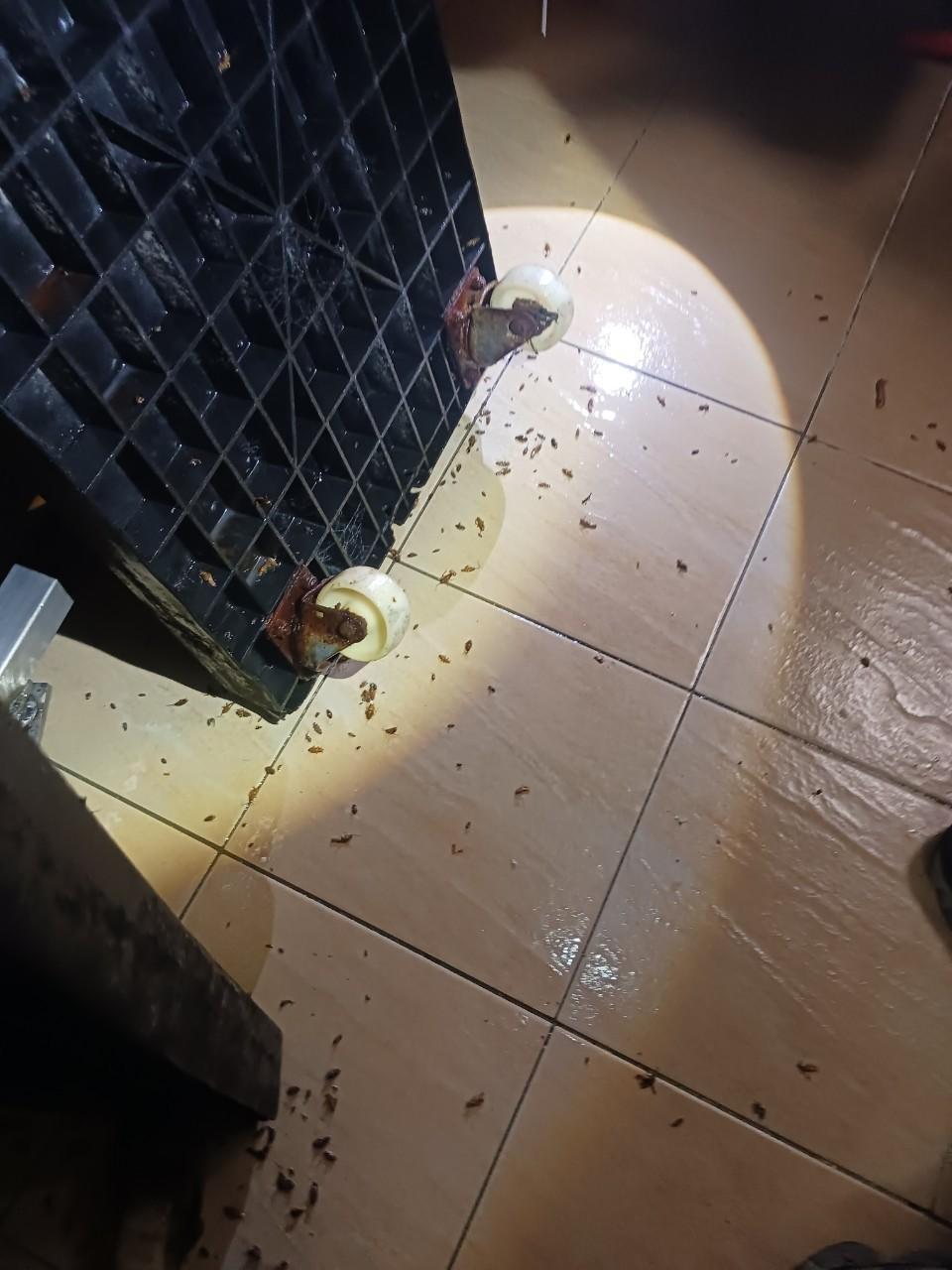 高雄除蟲｜高雄消毒