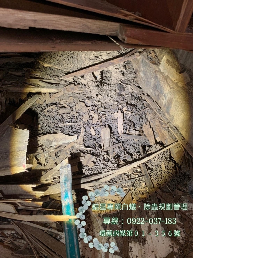 台中除白蟻推薦-銡星