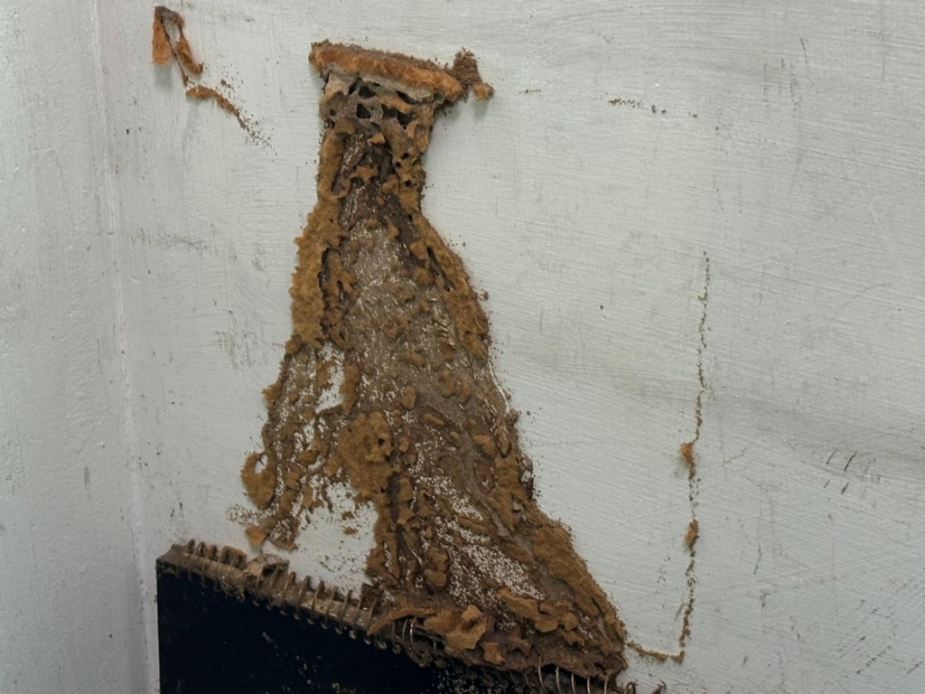 西區住家除白蟻