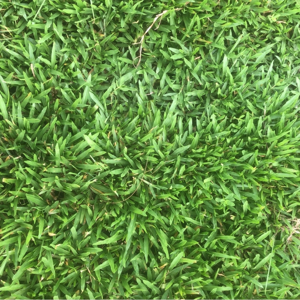 巴西地毯草