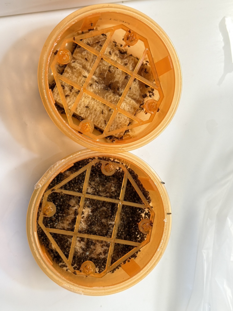 果蠅盒餌劑藥物定期更換 | 桃園除蟲公司/桃園除蟲公司推薦