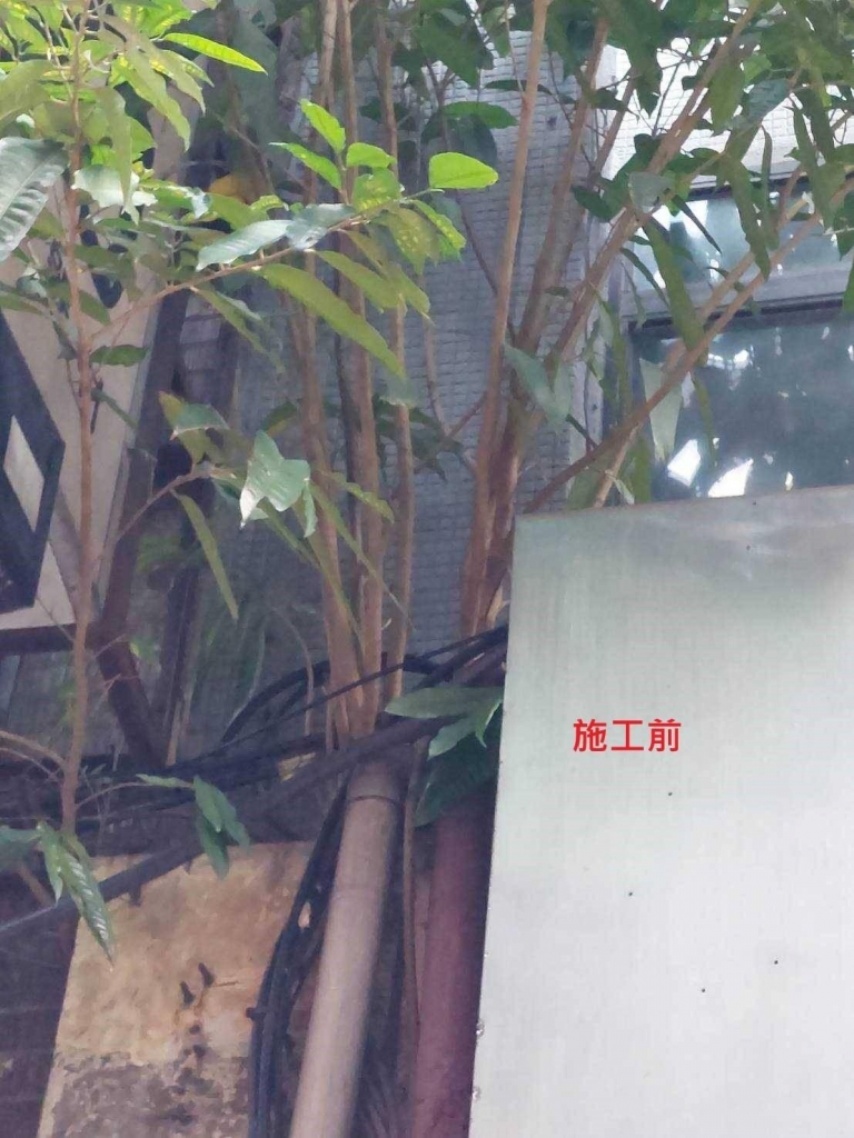 台北外牆植物清除工程