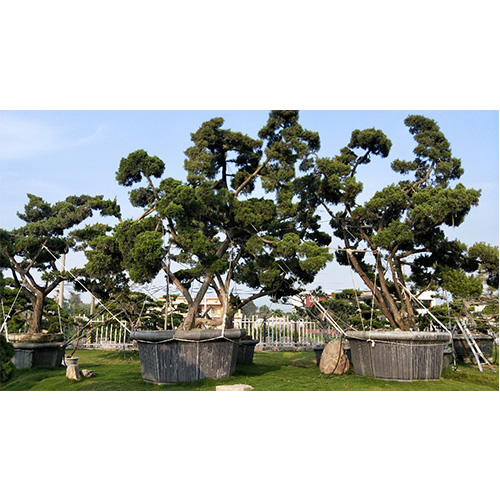 超大古老真柏盆景