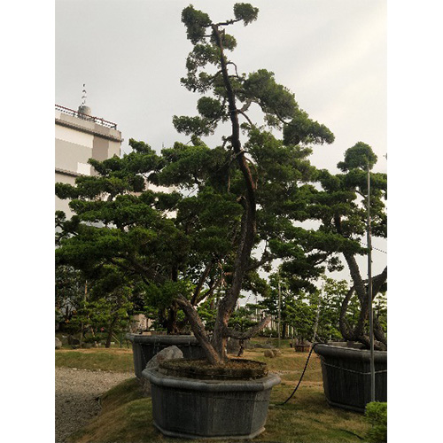 超大古老真柏盆景