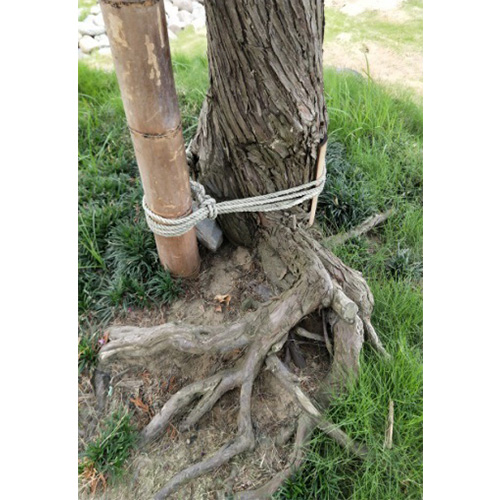 庭園古老大真柏