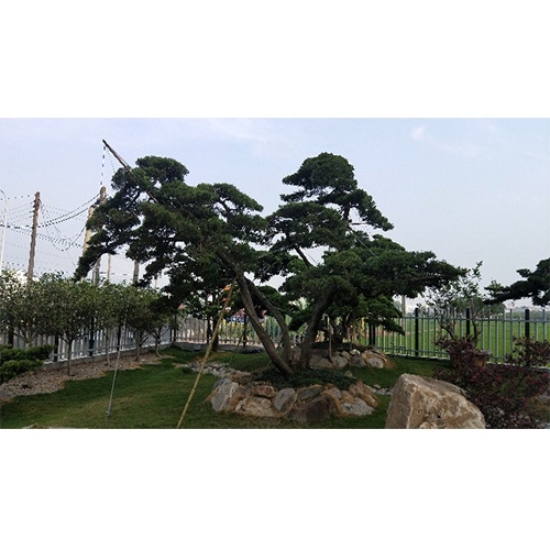 庭園古老大真柏