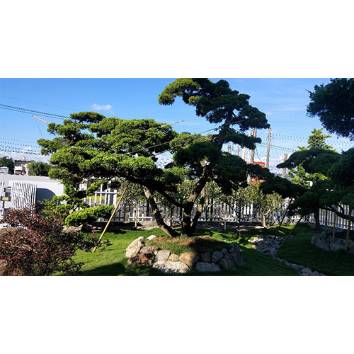 庭園古老大真柏