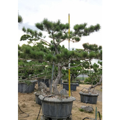 黑松大盆景