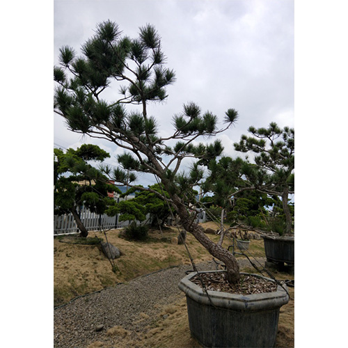 黑松大盆景