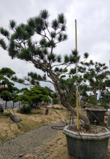 黑松大盆景