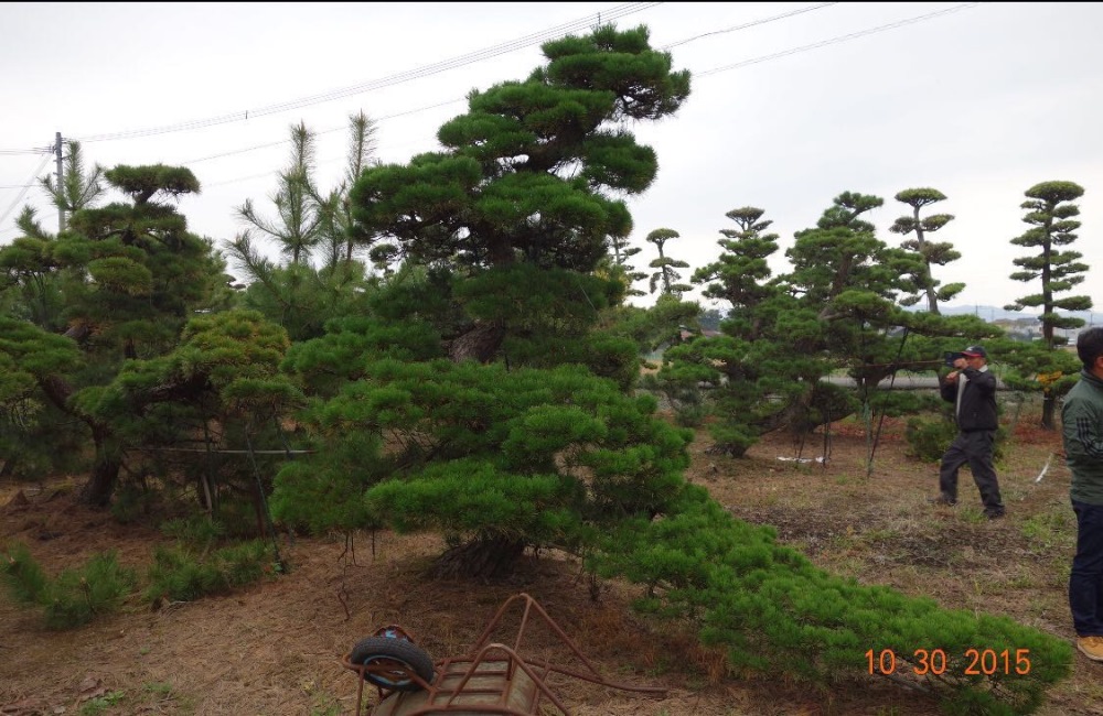 庭園樹-黑松13