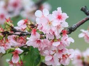 http://pic02.eapple.com.tw/jiayueh6848/sakura05.jpg
