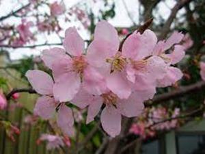 http://pic02.eapple.com.tw/jiayueh6848/sakura04.jpg