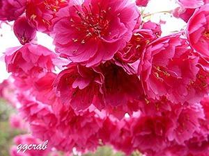 http://pic02.eapple.com.tw/jiayueh6848/sakura02.jpg
