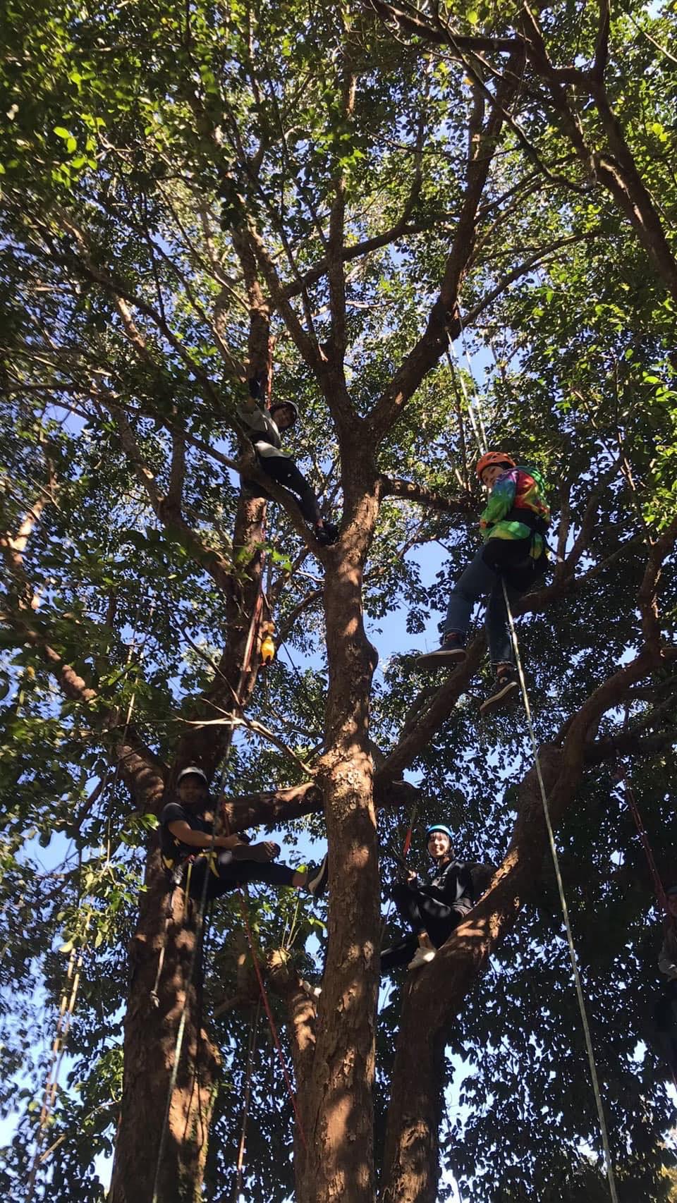 攀樹師修剪過程