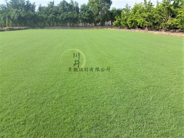 台北草皮
