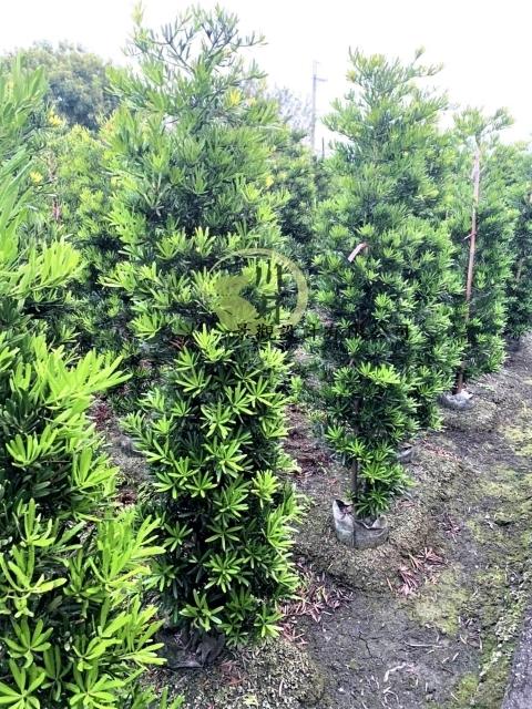塔型羅漢松｜園藝批發