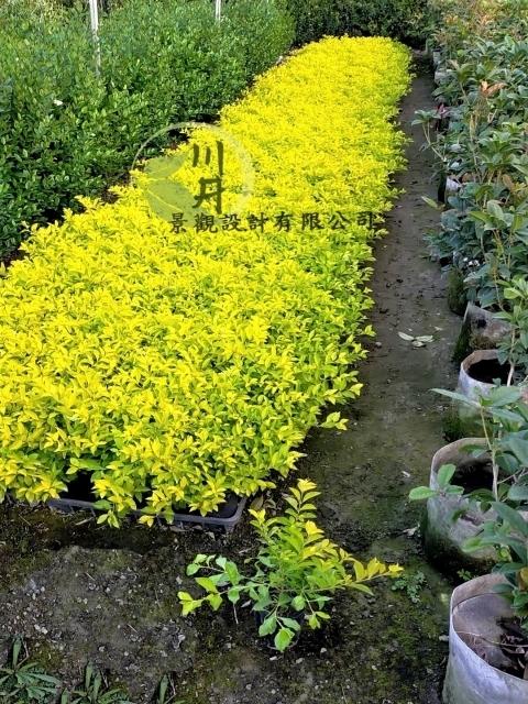 金露花｜植栽批發