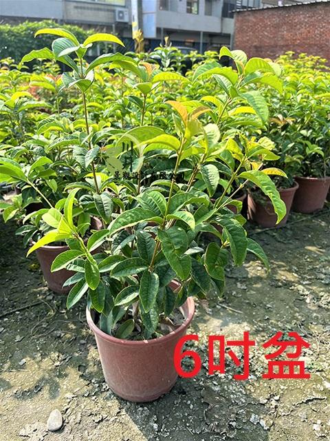 桂花｜植栽批發