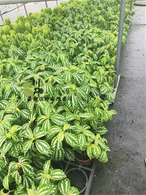 冷水花｜植栽批發