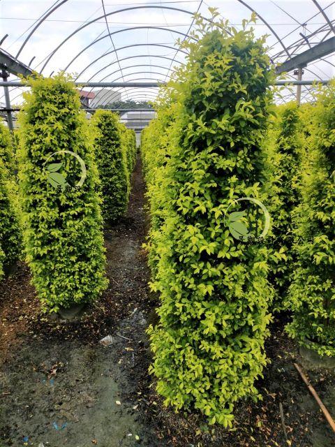 塔型(柱狀)金露花｜園藝批發