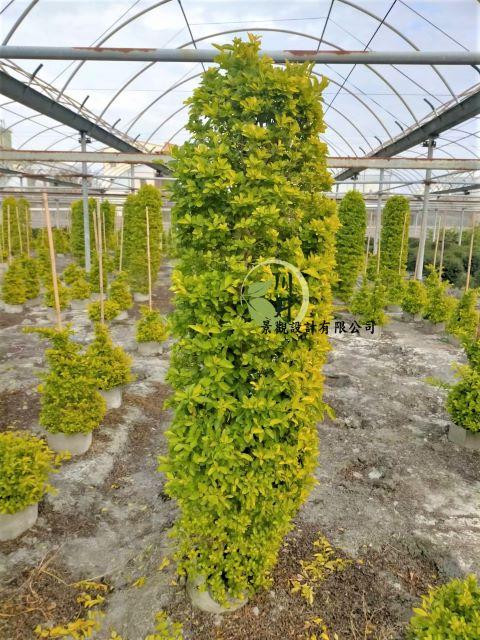 塔型(柱狀)金露花｜園藝批發