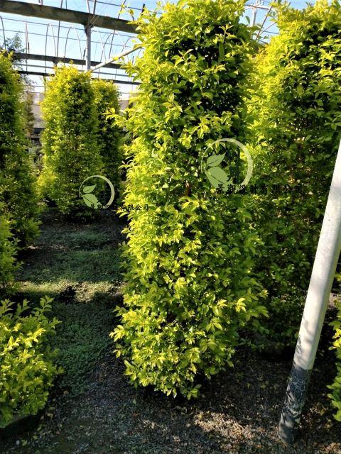 塔型(柱狀)金露花｜園藝批發