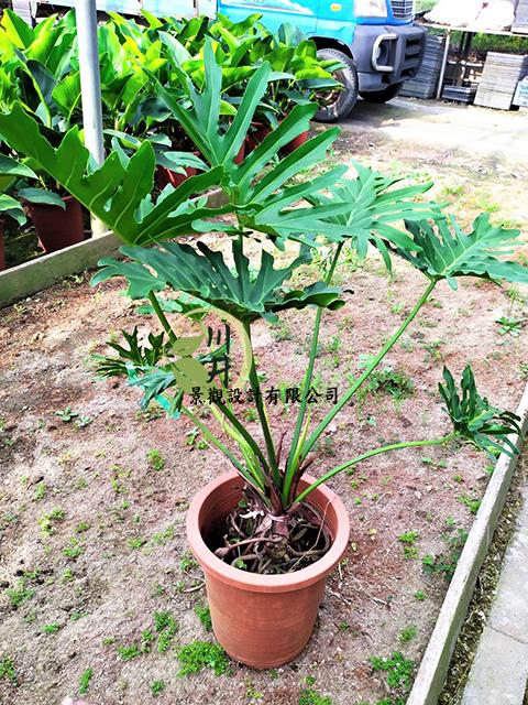 羽裂蔓綠絨｜植栽批發