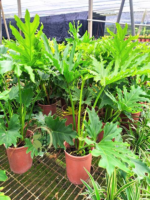 羽裂蔓綠絨｜植栽批發