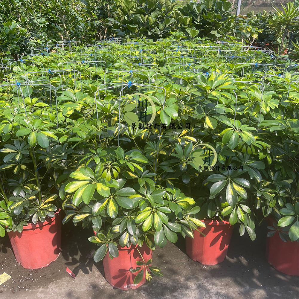 斑葉鵝掌藤｜植栽批發