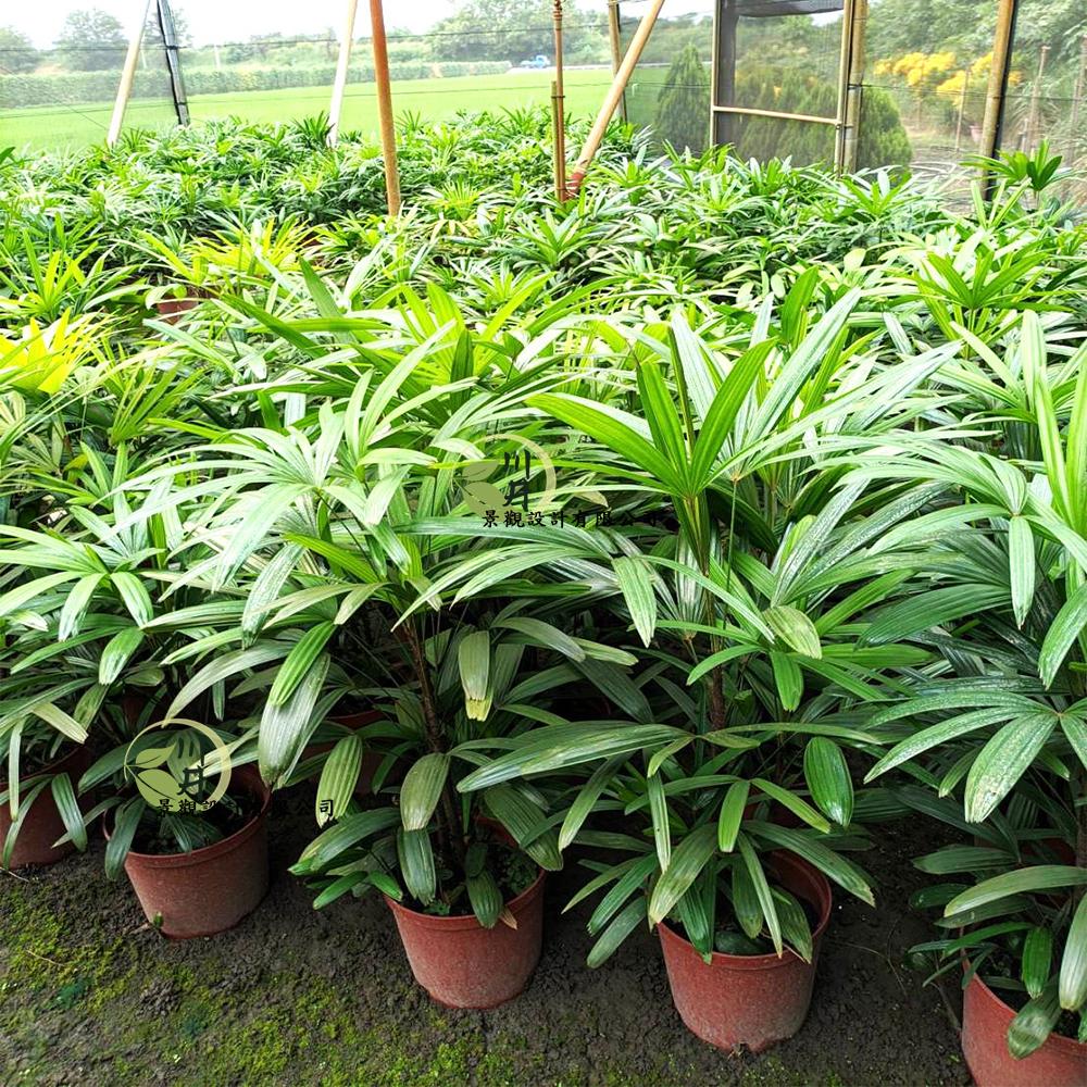 觀音棕竹｜植栽批發