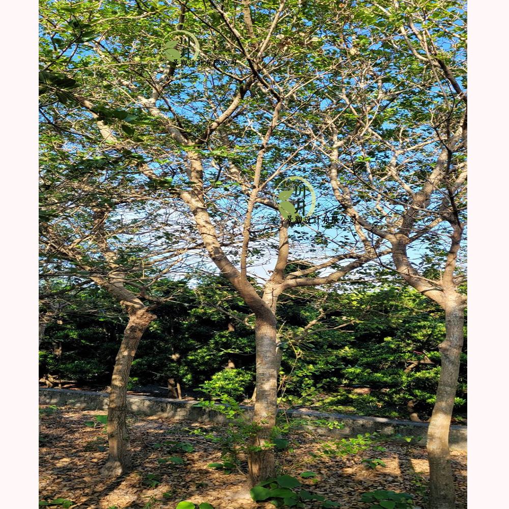 流蘇｜景觀樹(喬木類)