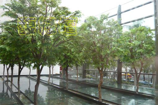 日本青楓樹林(樸園建設)