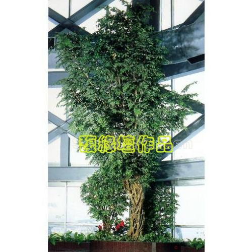 高雄航空站(榕樹)