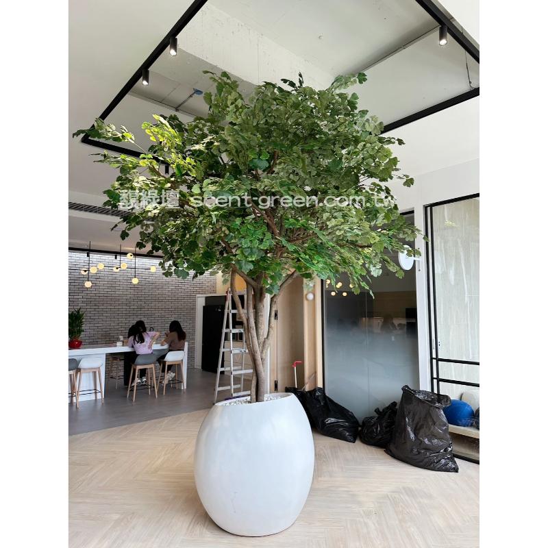 辦公室-銀杏樹 H.360CM