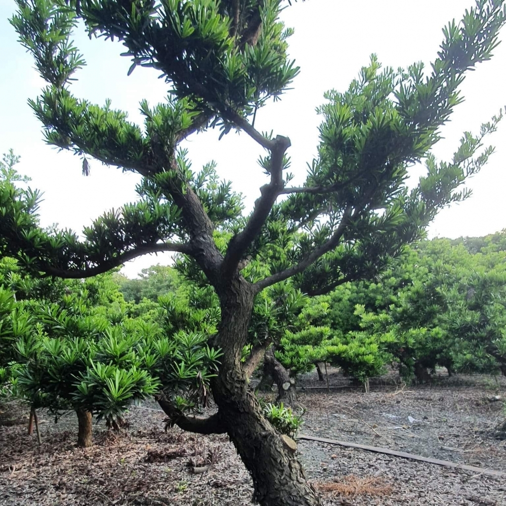 羅漢松買賣