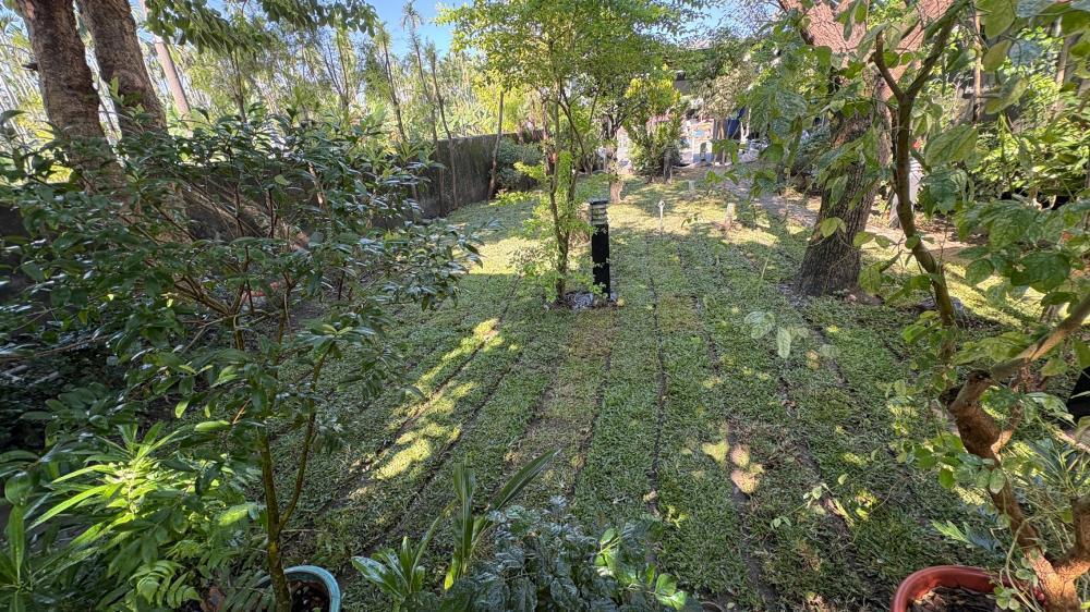 【屏東草皮種植】萬巒赤山農舍地毯草種植