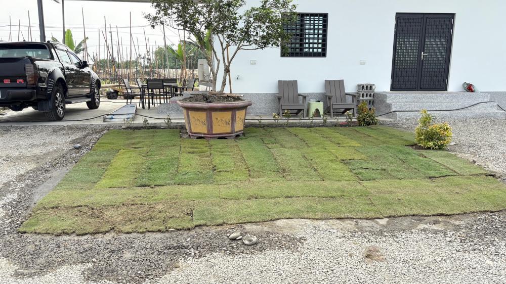 【屏東草皮鋪設】高樹農舍草皮鋪設種植工程