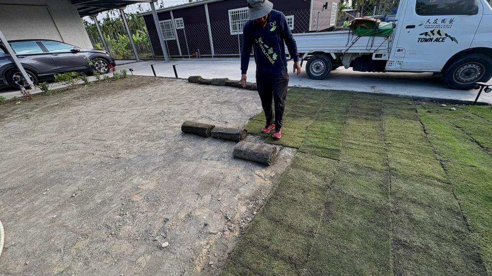 【屏東草皮鋪設】農舍庭院台北草種植